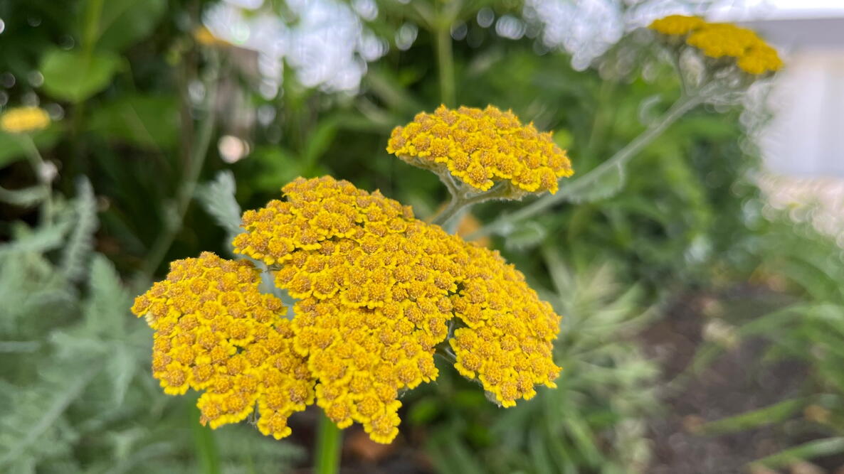 Colorado mehrjährig Blumensamen zur Aussaat – pflegeleicht – Traditionssorte & ohne Gentechnik Samen Hausgarten