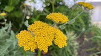 Colorado mehrjährig Blumensamen zur Aussaat – pflegeleicht – Traditionssorte & ohne Gentechnik Samen Hausgarten