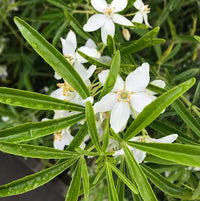 Aztec Pearl Blumensamen zur Aussaat Bestäuber freundlich Traditionssorte & ohne Gentechnik Samen Hausgarten