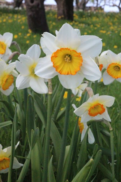 Narzisse Blumensamen zur Aussaat sonnenliebend Traditionssorte & ohne Gentechnik Samen Hausgarten