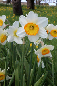 Narzisse Blumensamen zur Aussaat sonnenliebend Traditionssorte & ohne Gentechnik Samen Hausgarten