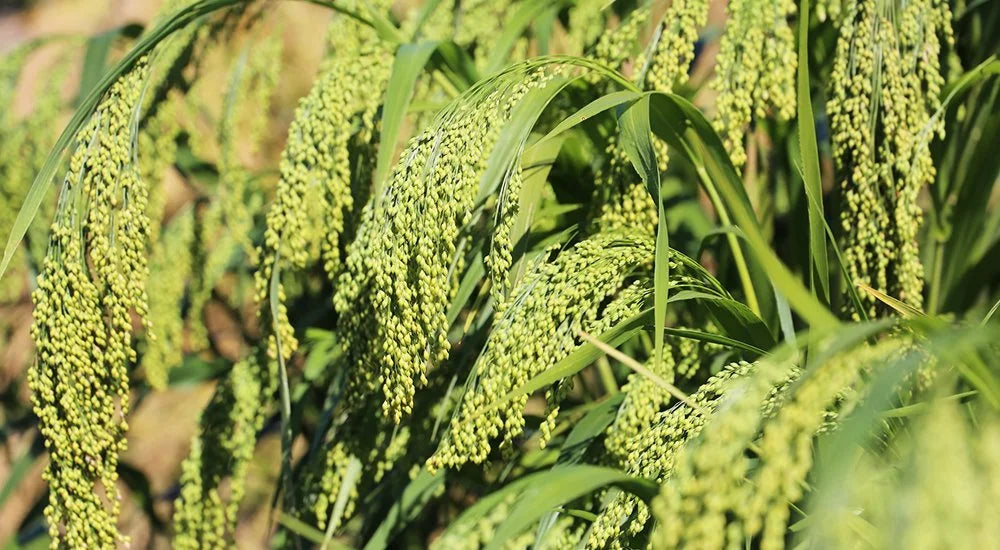 Weiß Proso Millet Planting Samen for Thriving Gardens and Sustainable Agriculture