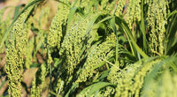 Weiß Proso Millet Planting Samen for Thriving Gardens and Sustainable Agriculture