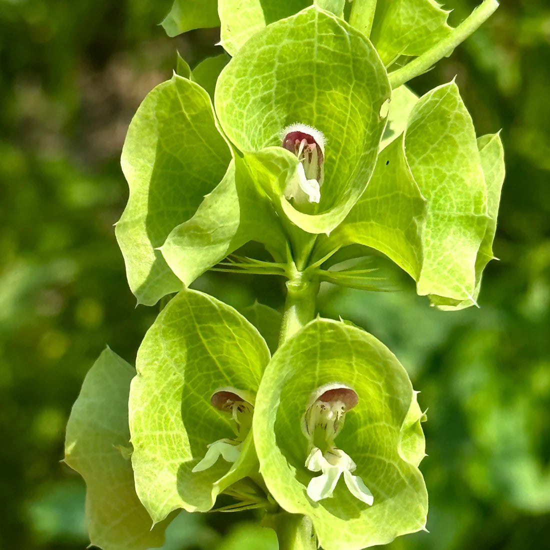 Bells Ireland Blumensamen zur Aussaat Wildblume Mischung Traditionssorte & ohne Gentechnik Samen Hausgarten