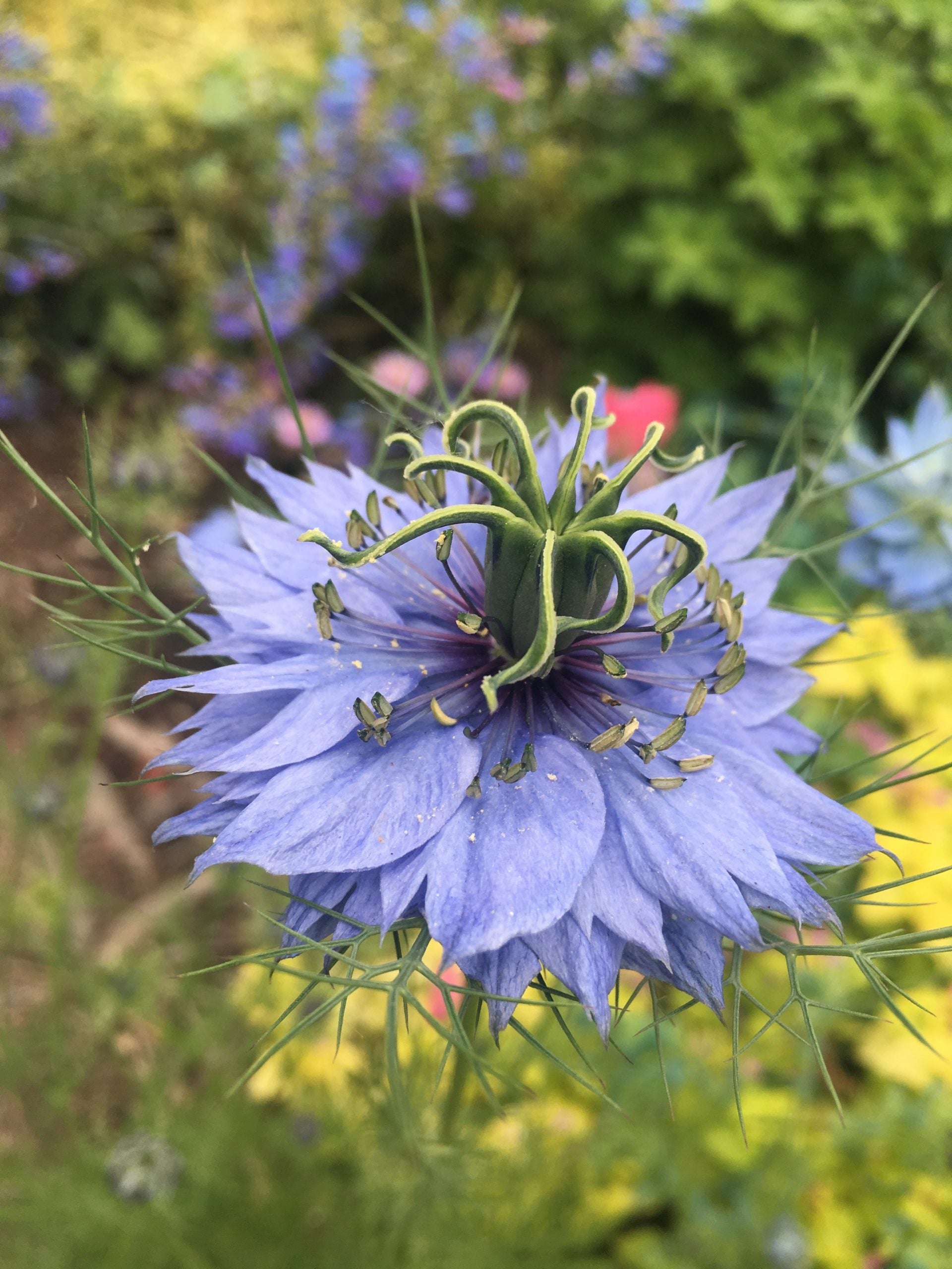 Rosa Nigella Damascena Samen zur Aussaat – einjährige Blume Samen Frühling Gardening