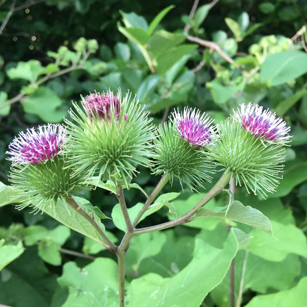 Granjas Bardana Blumensamen zur Aussaat – Wildblume Mischung – Traditionssorte & ohne Gentechnik Samen Hausgarten