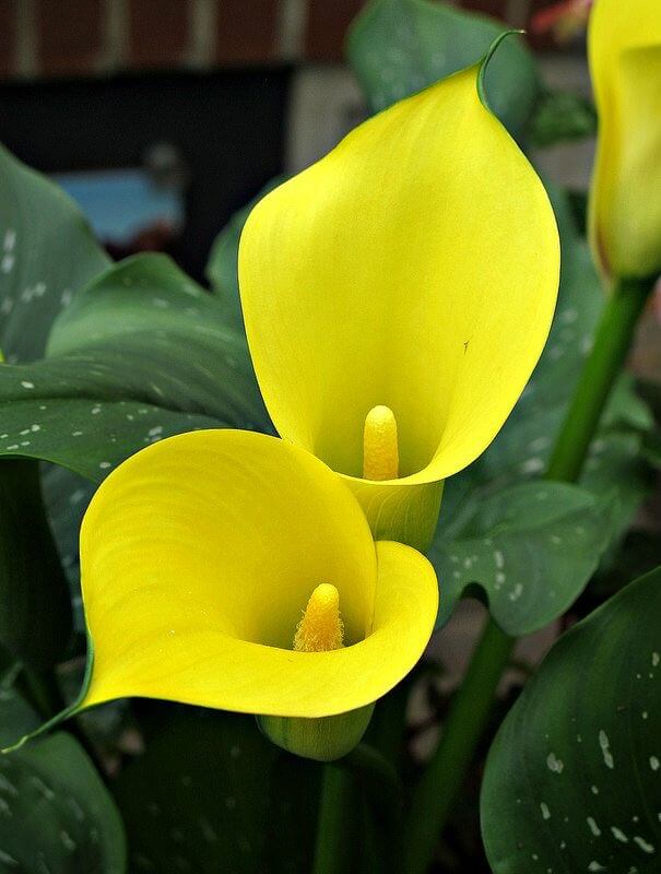 Gelb Calla Blumensamen zur Aussaat – Garten beliebt – Traditionssorte & ohne Gentechnik Samen Hausgarten