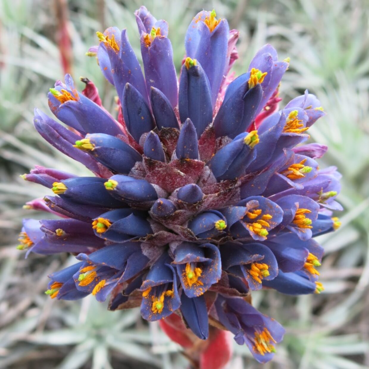 Lila Puya Venusta Blumensamen zur Aussaat – Halbschatten verträglich – Traditionssorte & ohne Gentechnik Samen Hausgarten