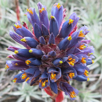 Lila Puya Venusta Blumensamen zur Aussaat – Halbschatten verträglich – Traditionssorte & ohne Gentechnik Samen Hausgarten