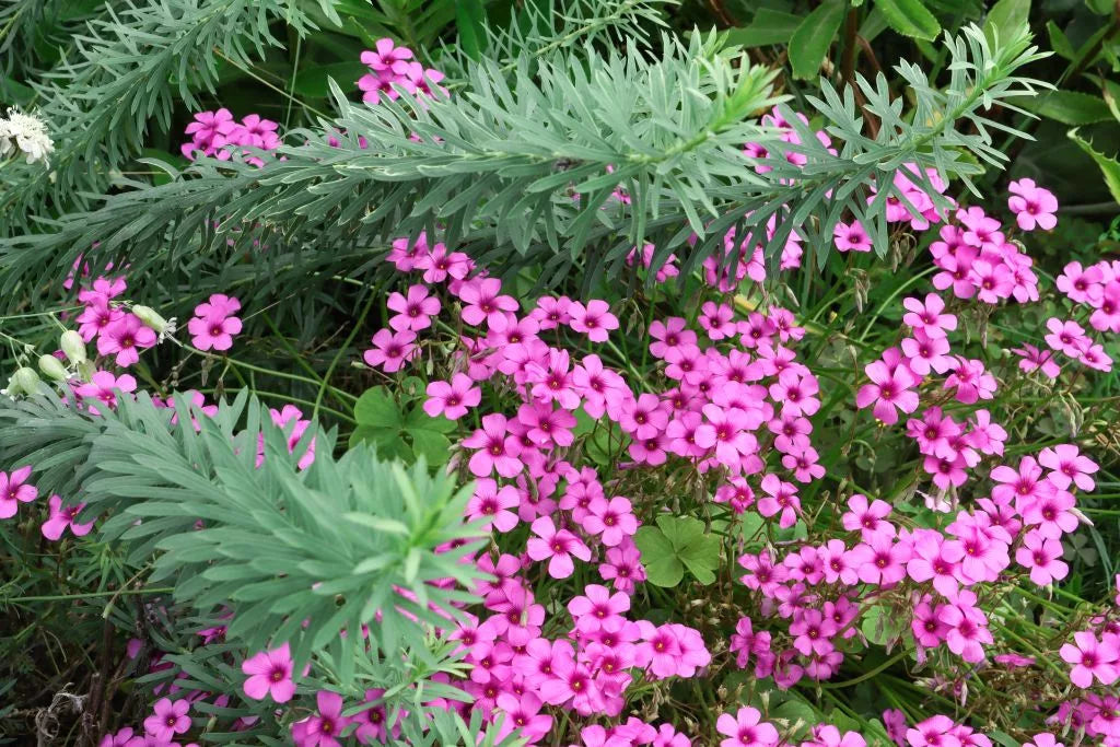 Weiß Rosa Sauerklee Laciniata Blumensamen zur Aussaat lang Blüte Saison Traditionssorte & ohne Gentechnik Samen Hausgarten