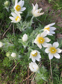 Weiß Pasque Blume Samen zur Aussaat elegant Weiß Blüten und üppig Garten Wuchs