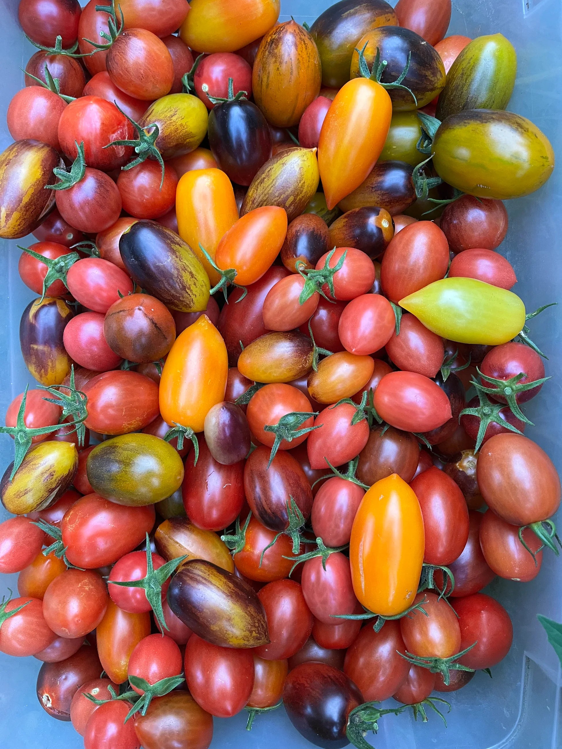 Mixed Tomate Solanum lycopersicum Gemüse Samen zum Pflanzen in Gemüse Patch