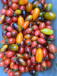 Mixed Tomate Solanum lycopersicum Gemüse Samen zum Pflanzen in Gemüse Patch