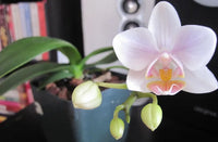 Keiki Orchids Blumensamen zur Aussaat duftend Blüten Traditionssorte & ohne Gentechnik Samen Hausgarten