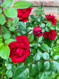 Bordeaux Rose Blumensamen zur Aussaat – Traditionssorte ohne Gentechnik biologisch Garten Samen Keimung Wildblume Mischung