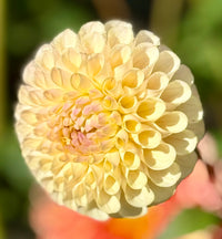 Lemon Pie Dahlie Blumensamen zur Aussaat – pflegeleicht – Traditionssorte & ohne Gentechnik Samen Hausgarten