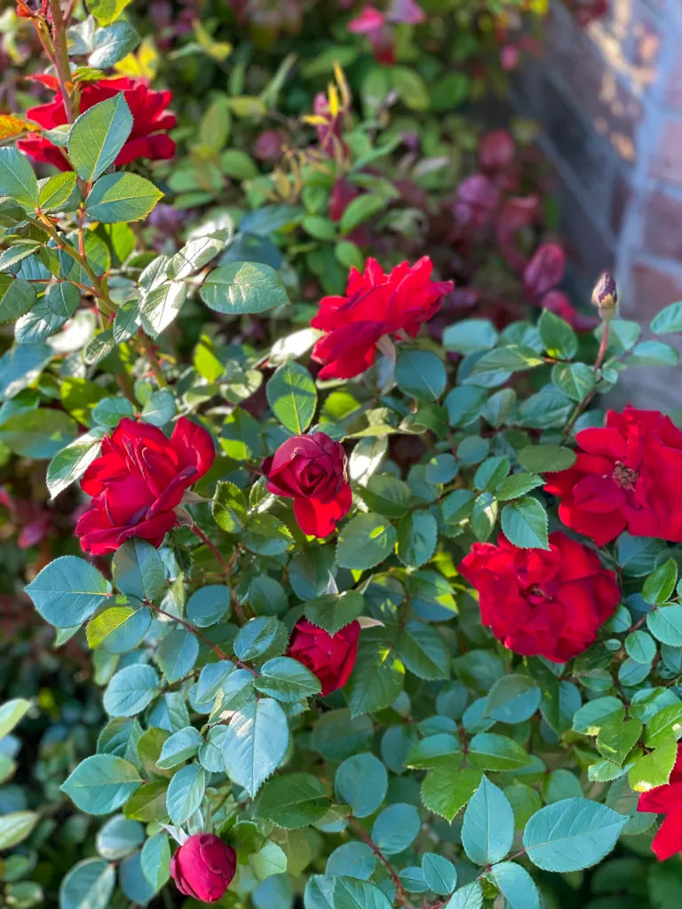 Bordeaux Rose Blumensamen zur Aussaat – Traditionssorte ohne Gentechnik biologisch Garten Samen Keimung Wildblume Mischung