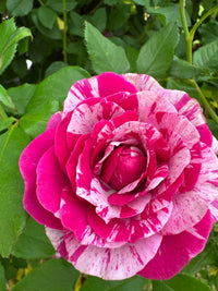 Rosa Weiß Stripe Rose Blumensamen zur Aussaat – farbenfroh Schau – Traditionssorte & ohne Gentechnik Samen Hausgarten