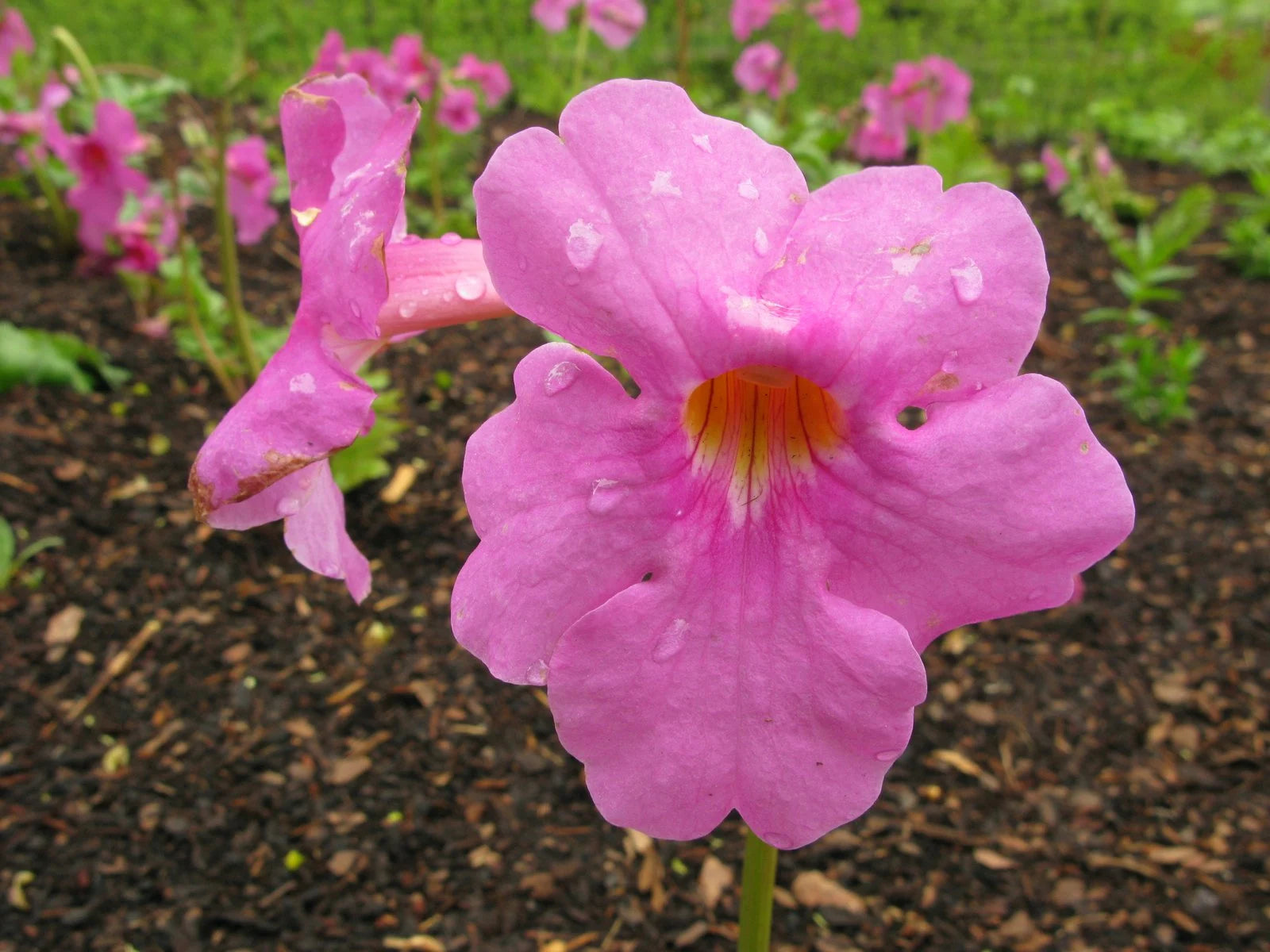 Rosa Incarvillea Blumensamen zur Aussaat – leuchtend mehrjährige Blüten