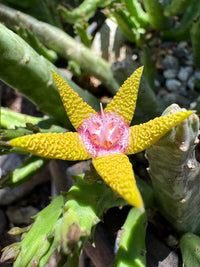 Stapelia Blumensamen zur Aussaat robust Sorte Traditionssorte & ohne Gentechnik Samen Hausgarten