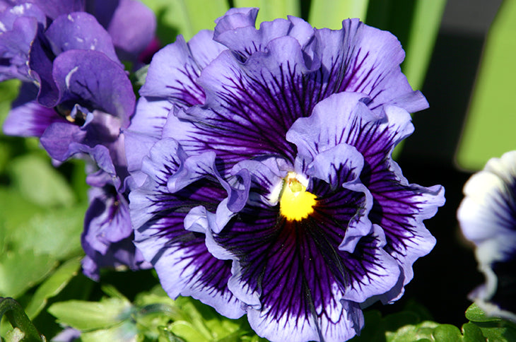 Mischung Stiefmütterchen Blumensamen zur Aussaat – hochwertige Qualitäts- – Traditionssorte & ohne Gentechnik Samen Hausgarten
