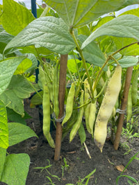 Schwarz Weiß Orka Beans  Planting Samen for Your Gemüse Garden