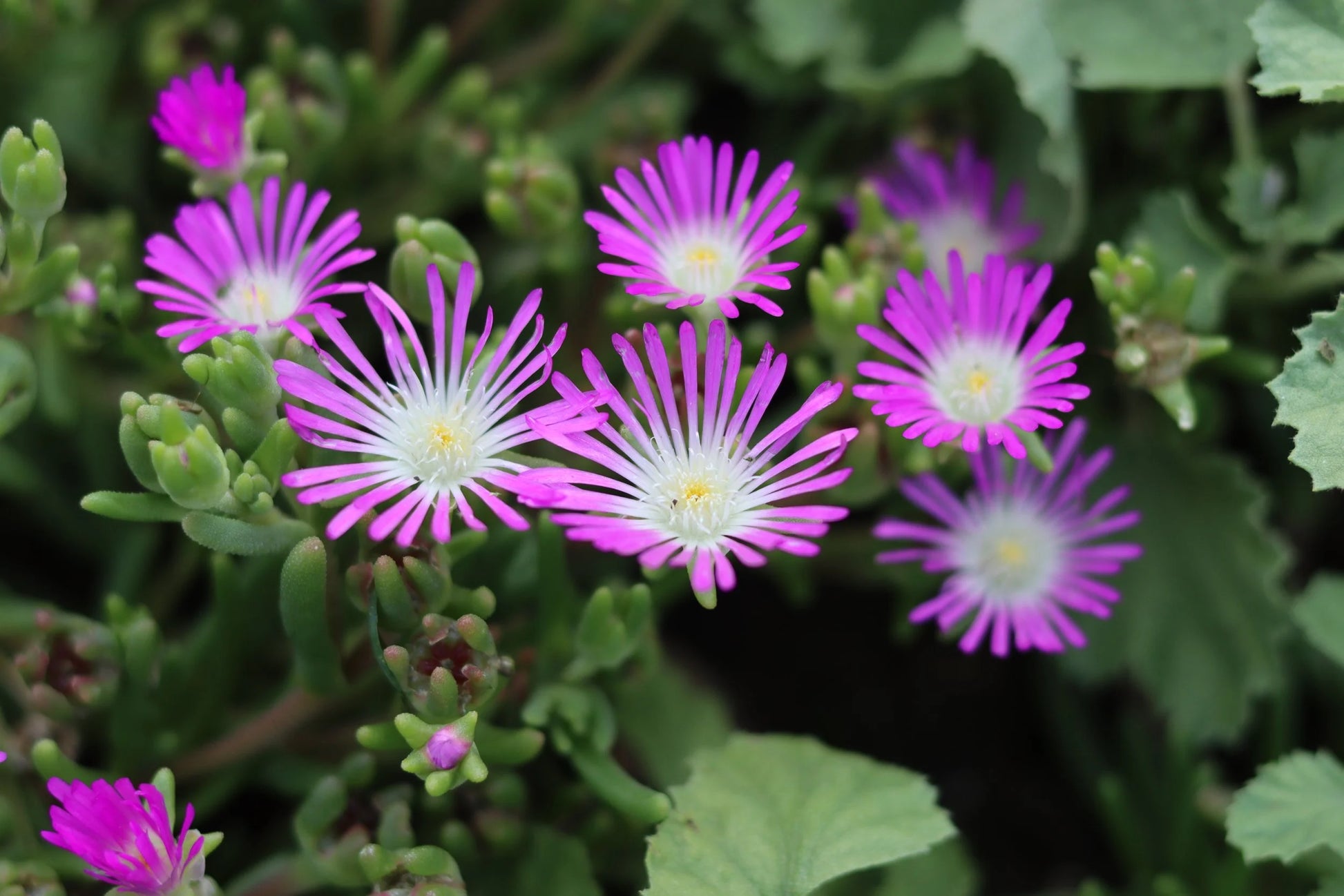 Lila Delosperma Stardust Blumensamen zur Aussaat – Schnitt Blume beliebt – Traditionssorte & ohne Gentechnik Samen Hausgarten