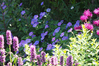 mehrjährig Blumensamen zur Aussaat saisonal Dauerblüher Traditionssorte & ohne Gentechnik Samen Hausgarten