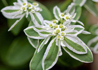 Grün und Weiß Mountain Blumensamen: wichtig Aussaat