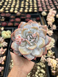 hell Rosa Echeveria Laui Blumensamen zur Aussaat duftend Blüten Traditionssorte & ohne Gentechnik Samen Hausgarten