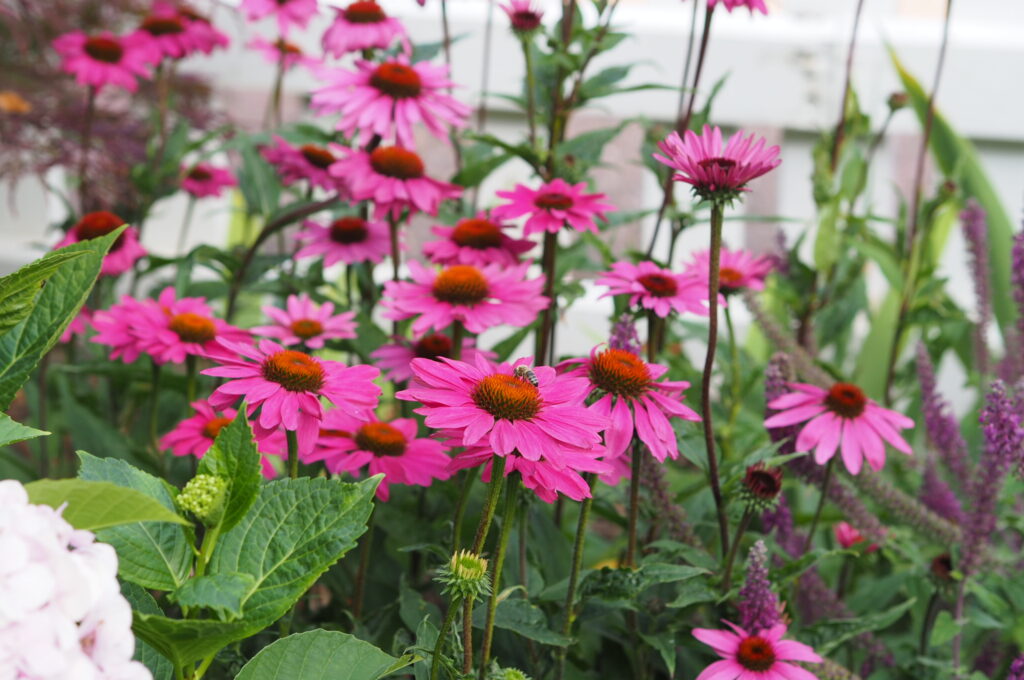 mehrjährig Blumensamen zur Aussaat saisonal Dauerblüher Traditionssorte & ohne Gentechnik Samen Hausgarten