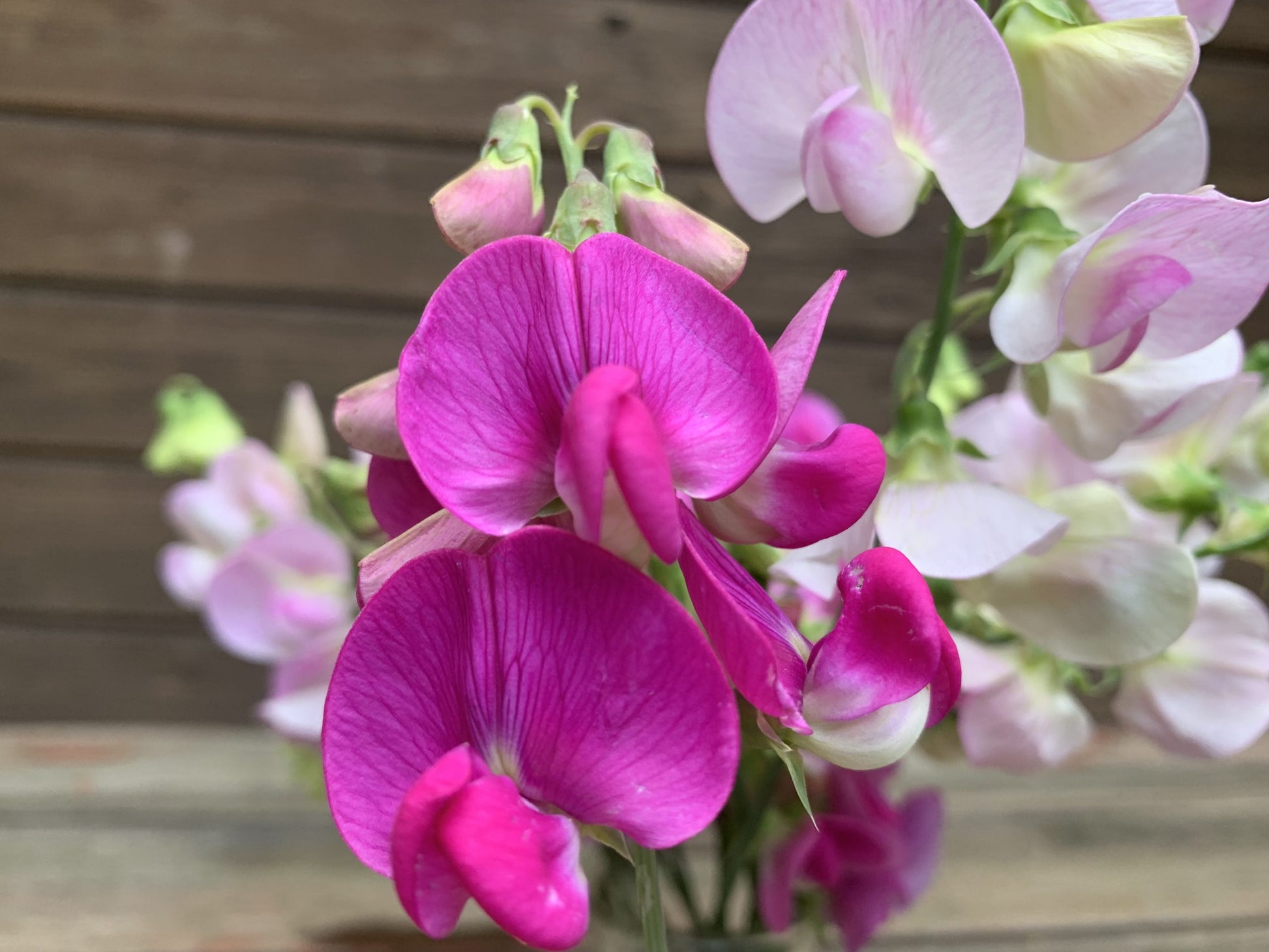 Traditionssorte Wicke Blumensamen zur Aussaat Schnitt Blume beliebt Traditionssorte & ohne Gentechnik Samen Hausgarten