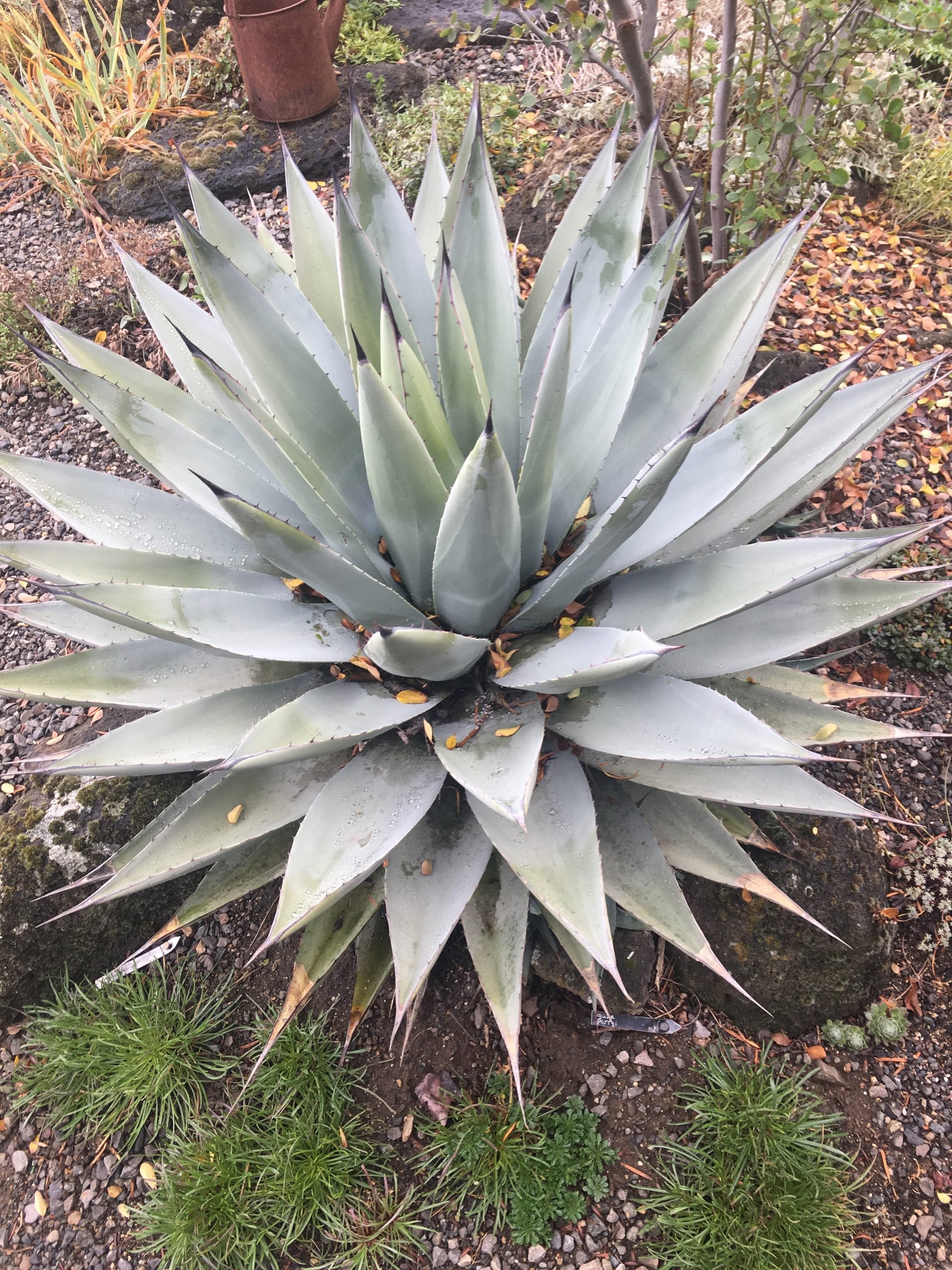 Traditionssorte Agave Pflanzen Samen zur Aussaat Anzucht Traditionssorte & ohne Gentechnik Samen Hausgarten