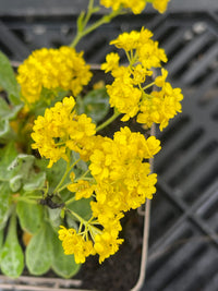 Gelb Aurinia Blumensamen zur Aussaat Drought verträglich Traditionssorte & ohne Gentechnik Samen Hausgarten