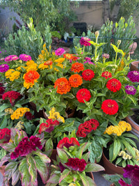 Gemischt Magellan Blumensamen zur Aussaat – Bestäuber freundlich – Traditionssorte & ohne Gentechnik Samen Hausgarten