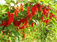 Schisandra Blumensamen zur Aussaat Drought verträglich Traditionssorte & ohne Gentechnik Samen Hausgarten