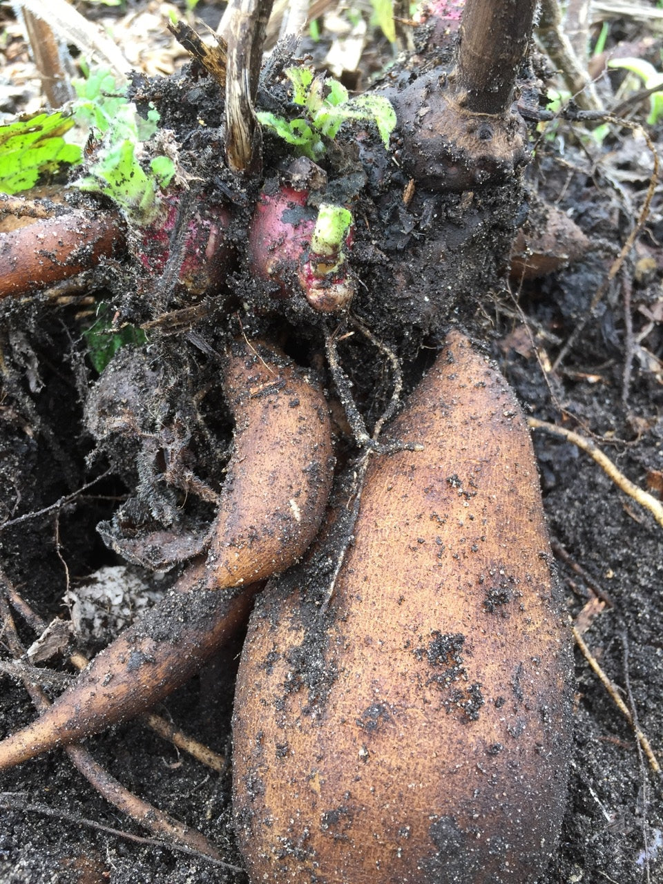 Yacon aussaat samen - grow fresh fruit at home gemüse samen