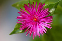 leuchtend Rot Aptenia Cordifolia Blumensamen einfache Aussaat