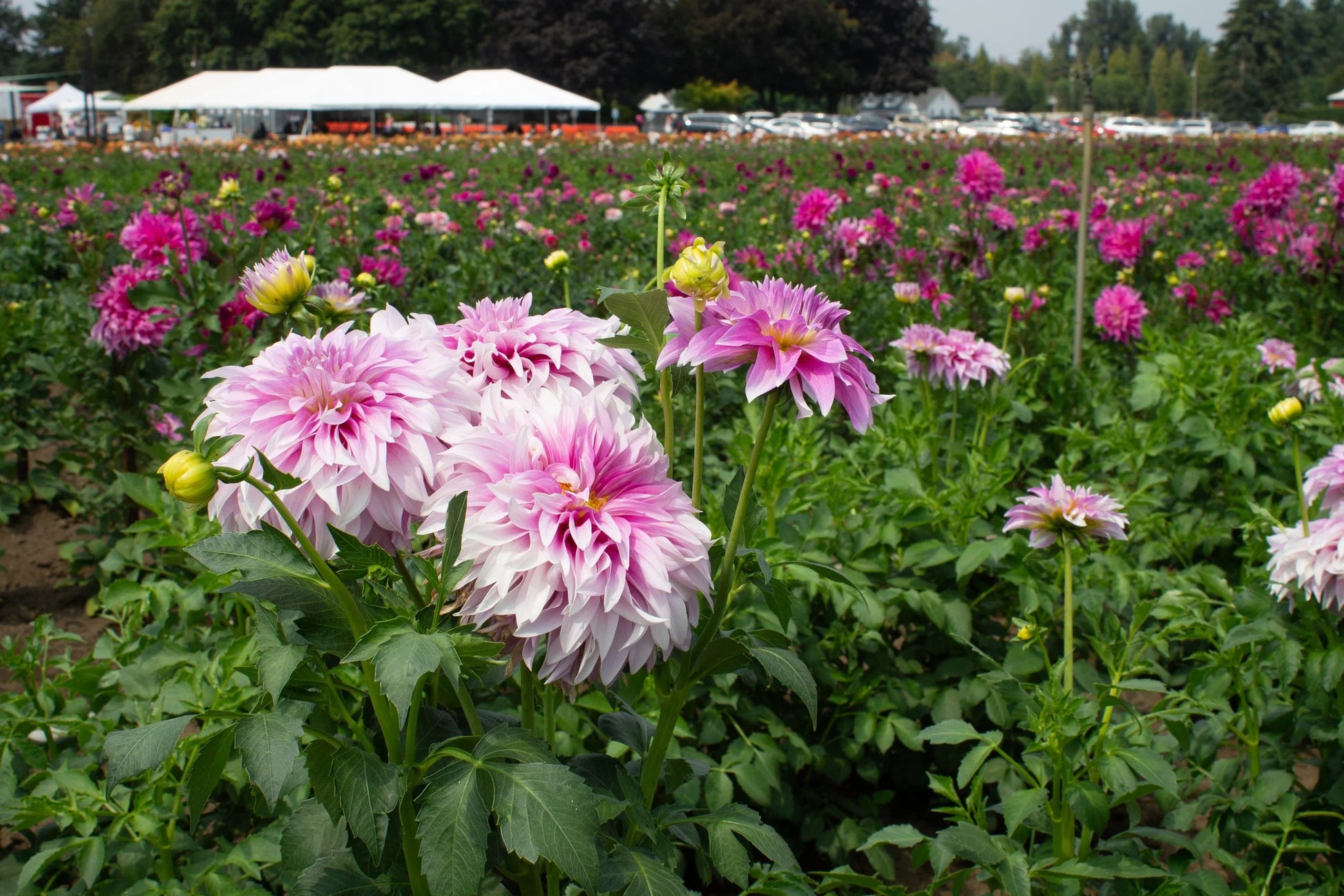 Swan Island Dahlie Blumensamen zur Aussaat Schnitt Blume beliebt Traditionssorte & ohne Gentechnik Samen Hausgarten