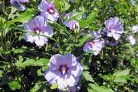 Sharon hibiscus samen for beautiful tropical blume displays