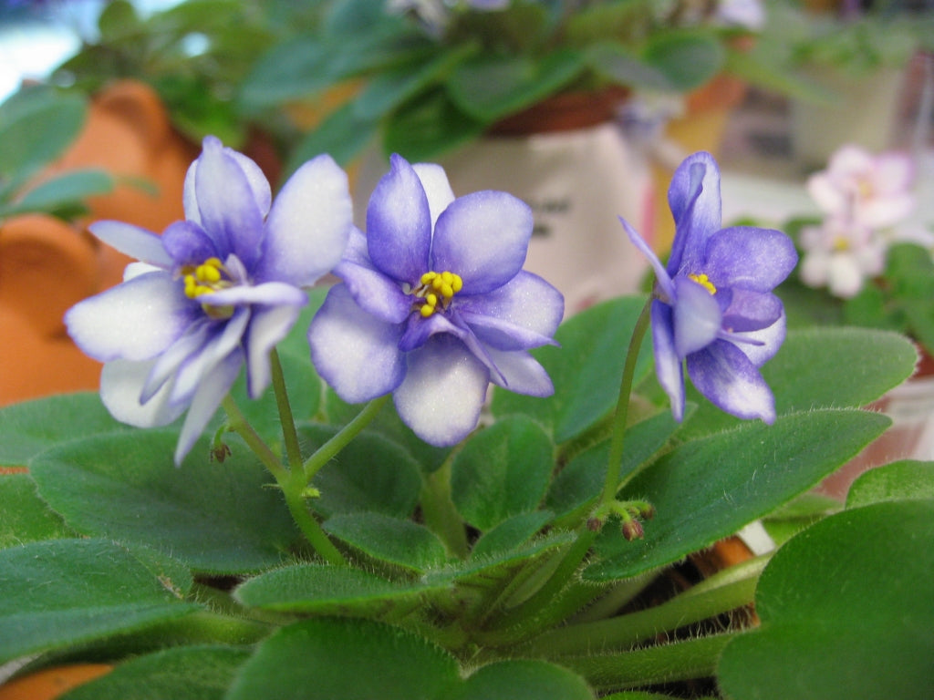 Mini African Violett Samen für Innenräume & Outdoor Aussaat – Anzucht