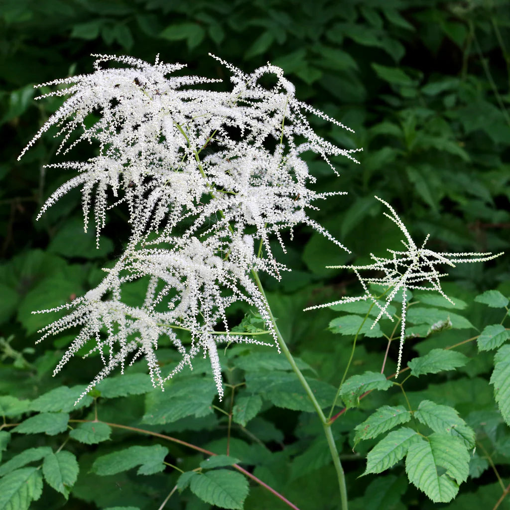 Weiß Aruncus Dioicus Blumensamen zur Aussaat – saisonal Dauerblüher – Traditionssorte & ohne Gentechnik Samen Hausgarten