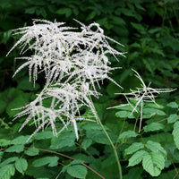 Weiß Aruncus Dioicus Blumensamen zur Aussaat – saisonal Dauerblüher – Traditionssorte & ohne Gentechnik Samen Hausgarten