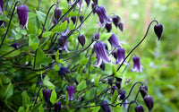 Waldrebe Rooguchi Blumensamen zur Aussaat farbenfroh Schau Traditionssorte & ohne Gentechnik Samen Hausgarten