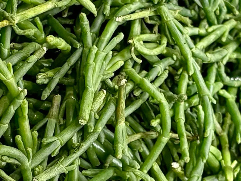 Semi di fagiolo di mare per una semina facile