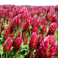 Crimson Clover Blumensamen zur Aussaat Schnitt Blume beliebt Traditionssorte & ohne Gentechnik Samen Hausgarten