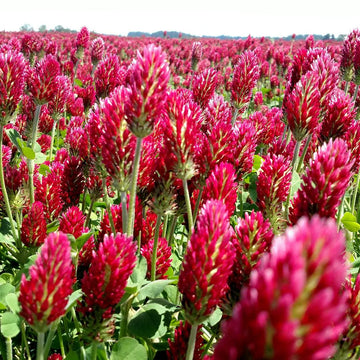 Crimson Clover Blumensamen zur Aussaat Schnitt Blume beliebt Traditionssorte & ohne Gentechnik Samen Hausgarten