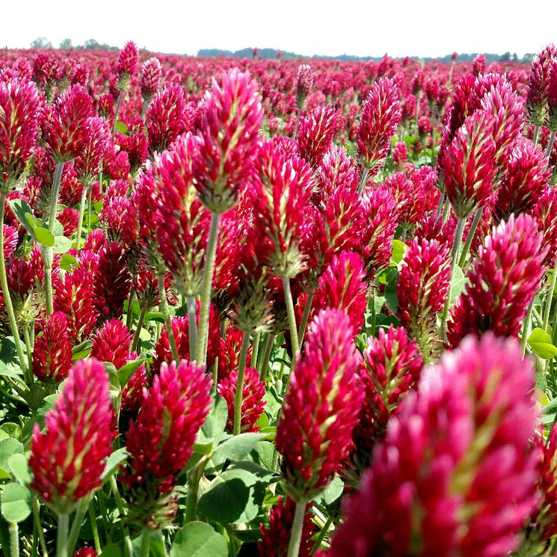 Crimson Clover Blumensamen zur Aussaat Schnitt Blume beliebt Traditionssorte & ohne Gentechnik Samen Hausgarten
