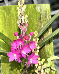 Lila Ascocentrum Ampullaceum Blumensamen zur Aussaat