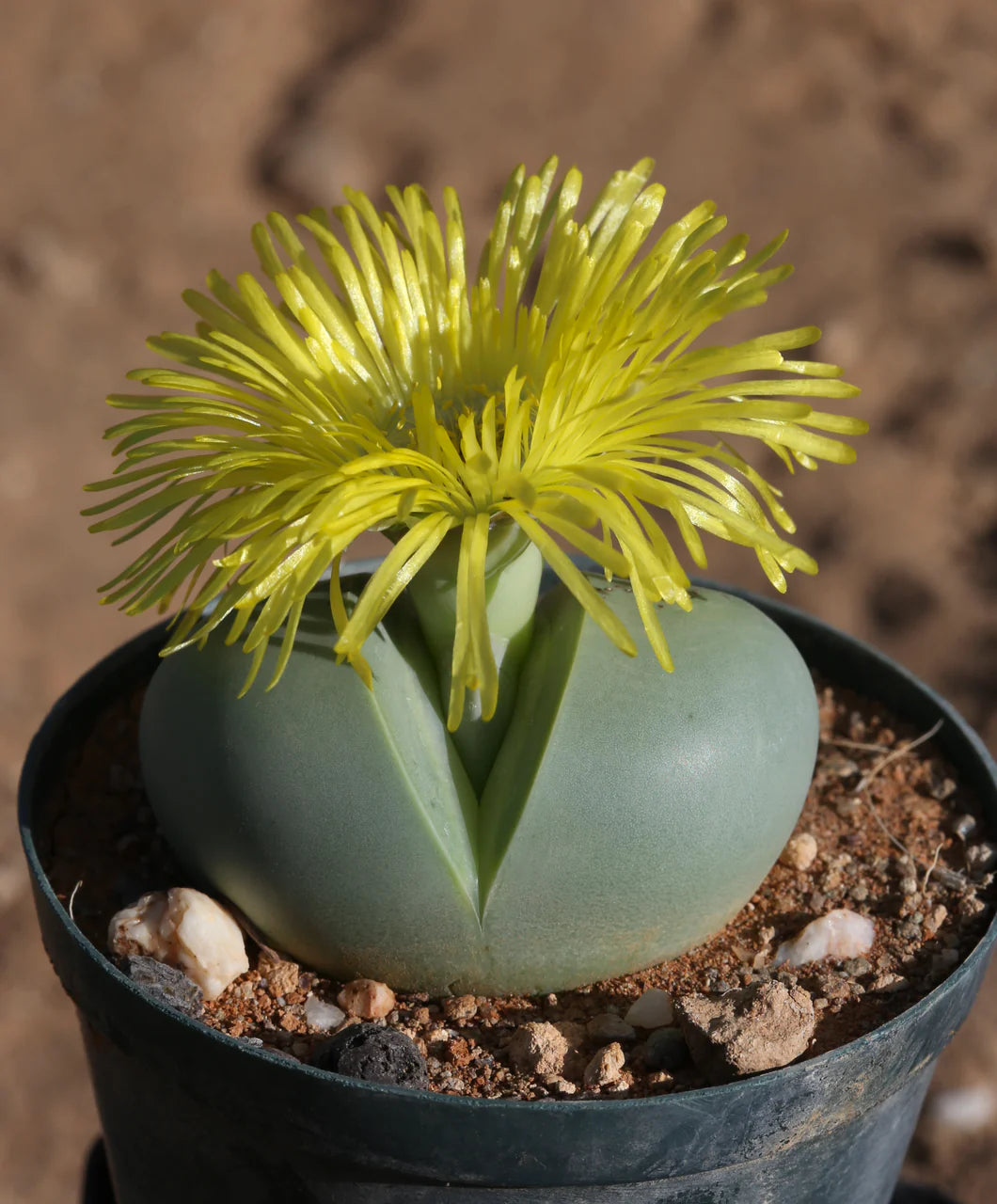Argyroderma Succulent Samen zur Aussaat
